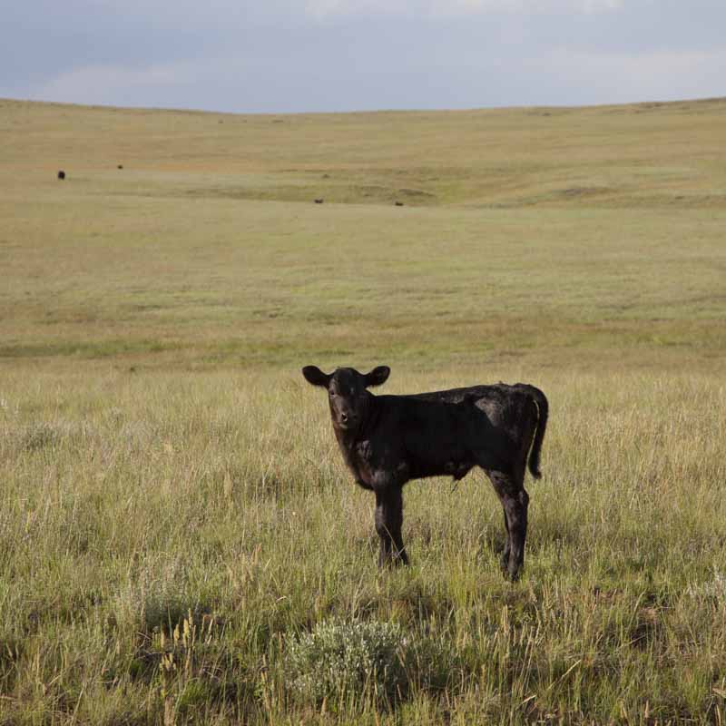 Cattle on an Audubon-certified ranch in Wyoming. Photo: Evan Barrientos/Audubon Rockies