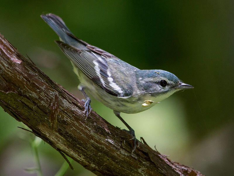 Cerulean Warbler perched on a tree branch.