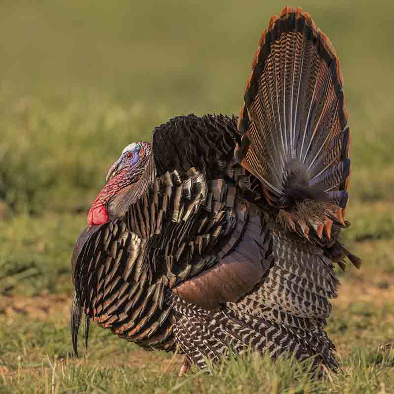 A male Wild Turkey displays.