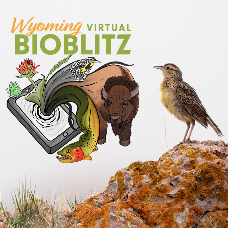 A brown, black, and yellow bird stands on a boulder. The Statewide Wyoming BioBliitz 2023 logo is on the image.