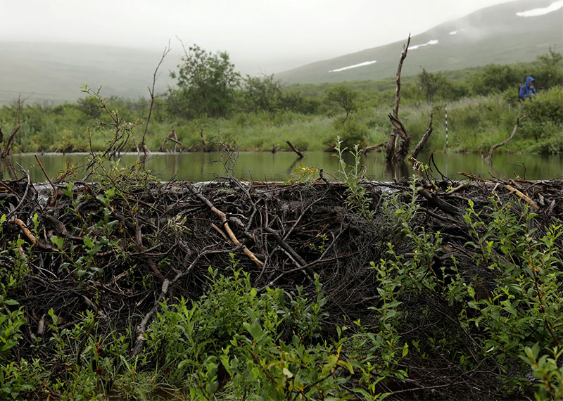 Willows have flourished on Alaska's warming tundra and beavers have followed.