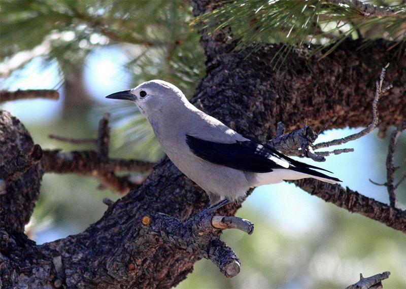 Clark's Nutcracker.