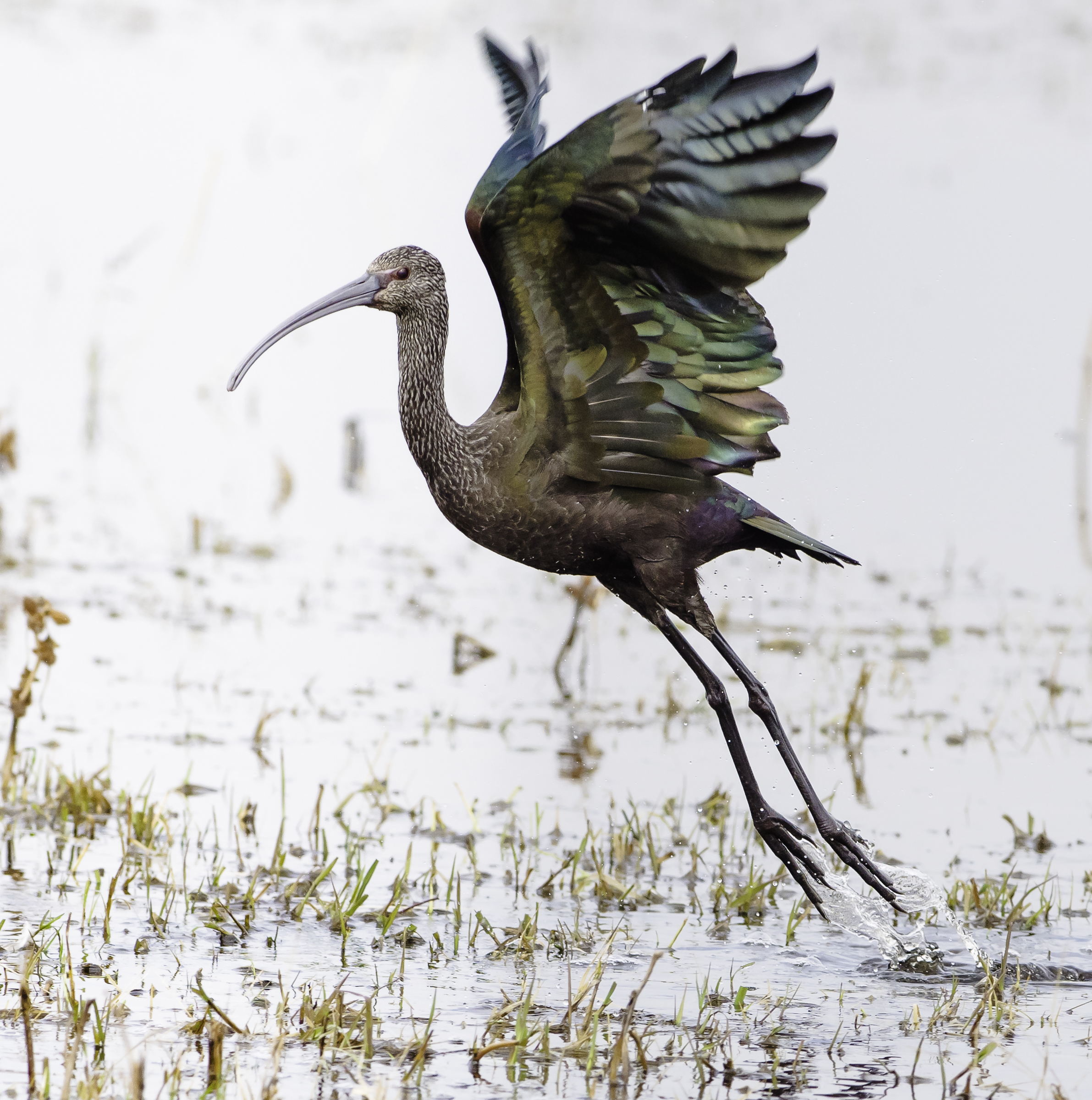 White-faced Ibis. 