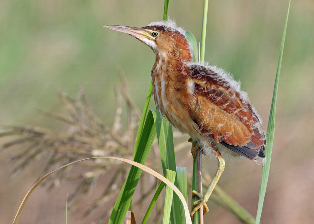 Photo: Jim Guyton/Audubon Photography Awards