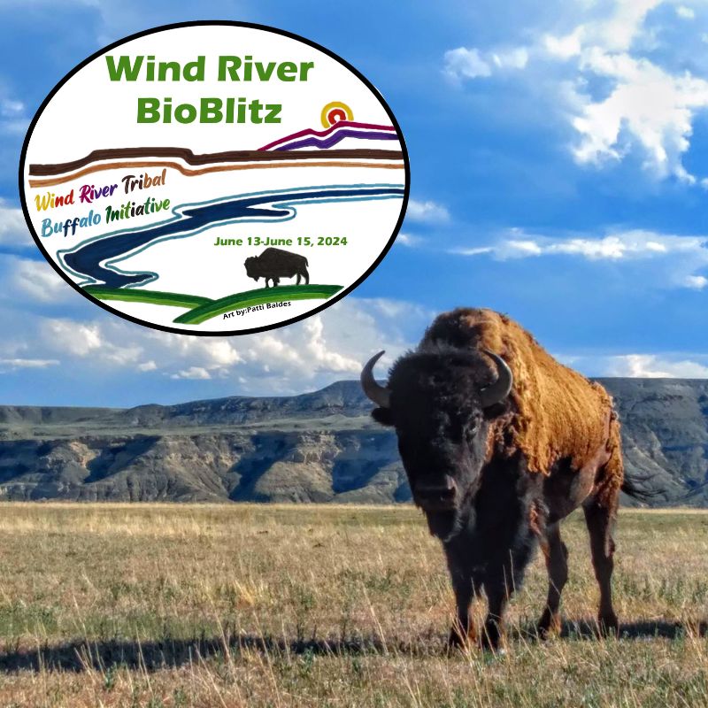 An American Bison in a grassland. The Wind River BioBlitz logo is on the image.