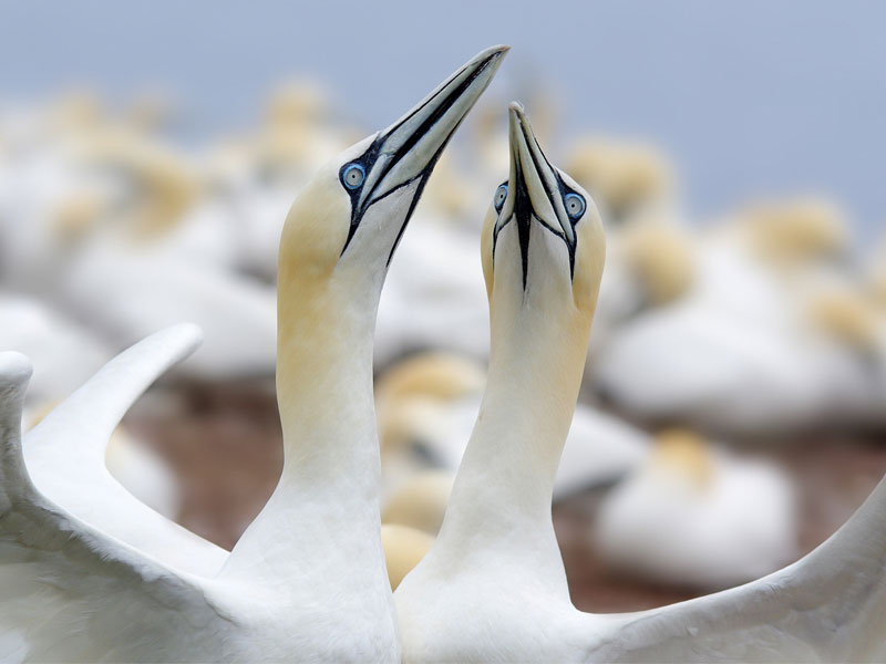 Two Northern Gannets facing one another with wings outstretched.