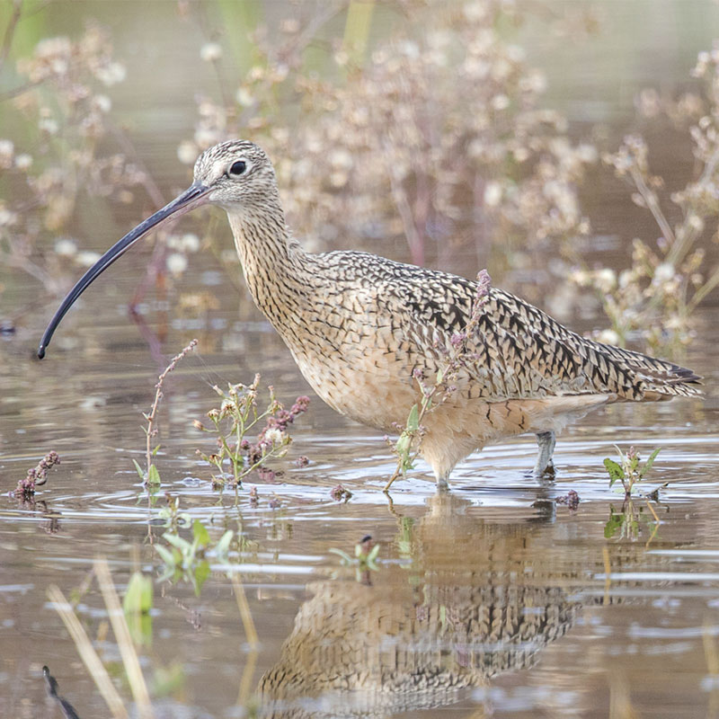 brown shorebird with a long, thin, curved bill wades in shallow water.