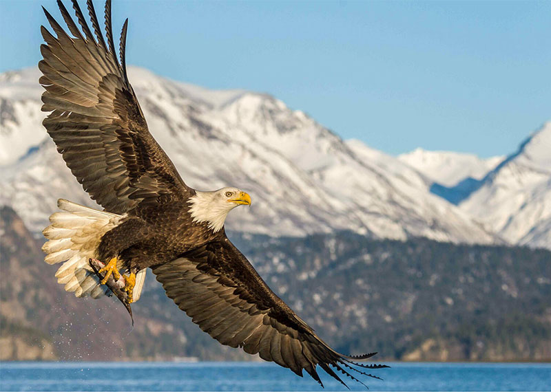 Bald Eagle.