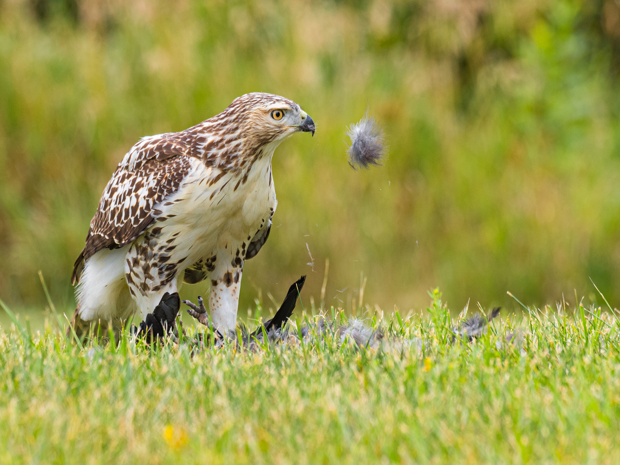 Red-tailed hawk with its prey in a grassy field. 