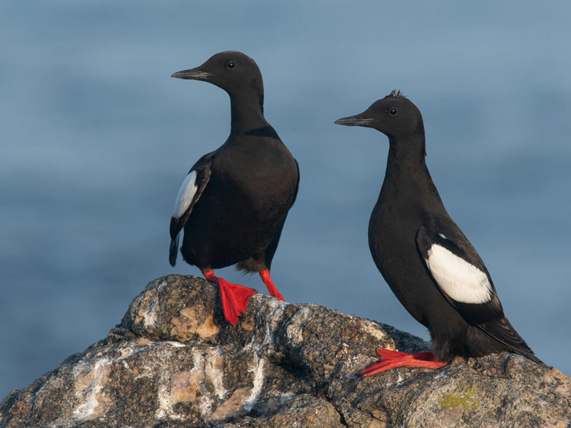 Two Black Guillemots perched on a rock in the water.