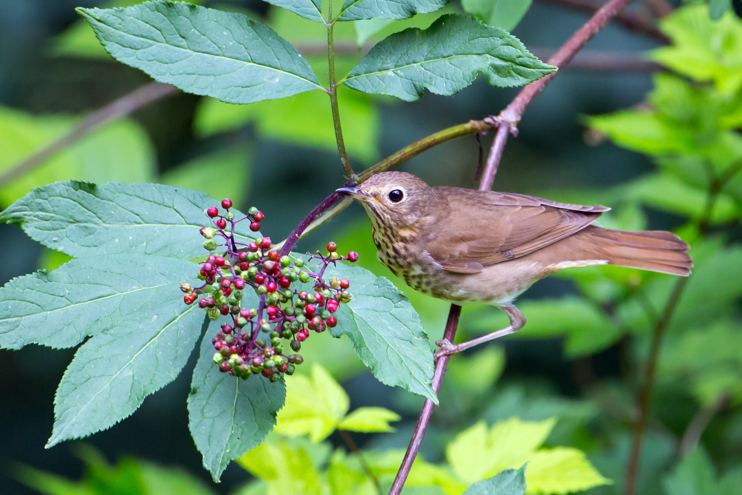 Swainson's Thrush