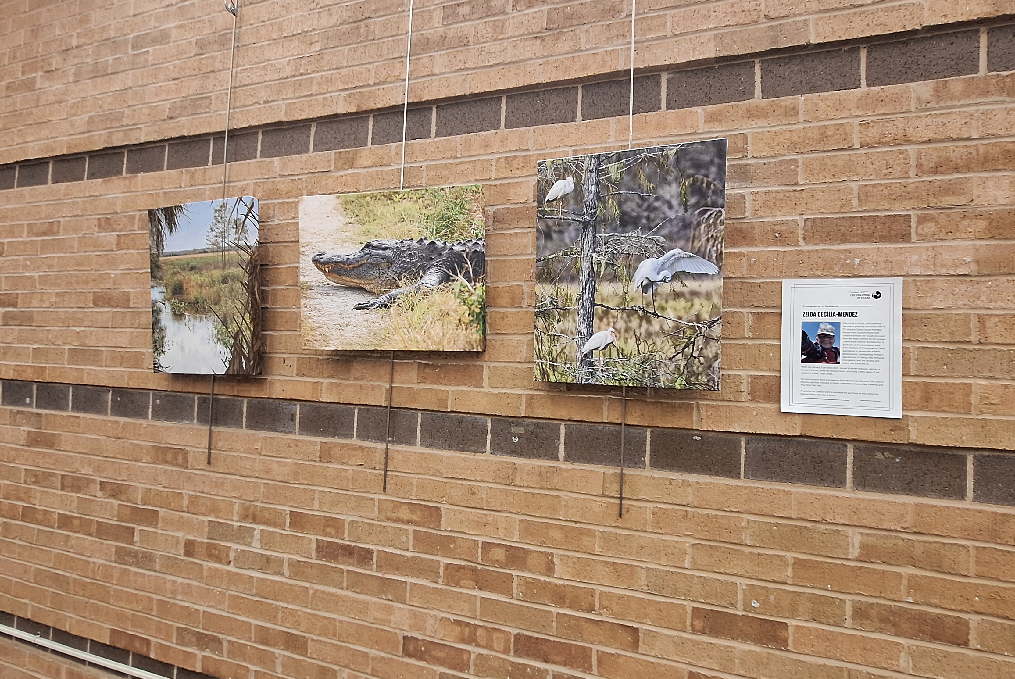 A brick wall with photographs of Florida nature. 