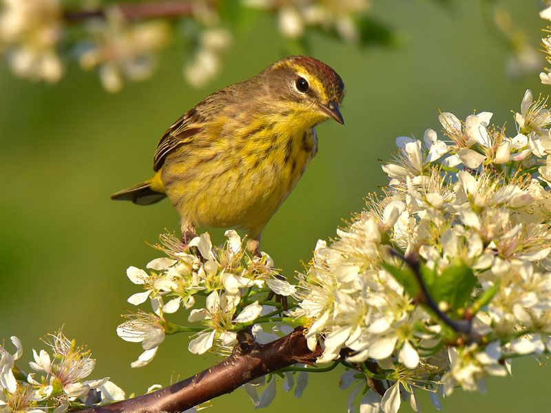 Photo of a Palm Warbler on an American Plum.
