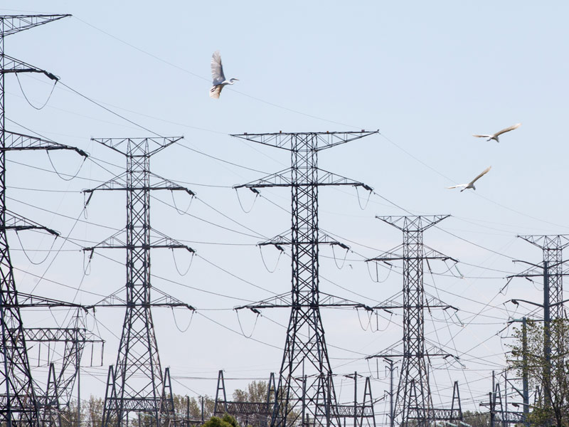 A photo of three Great Egrets flying near transmission lines. Credit: Camilla Cerea/Audubon