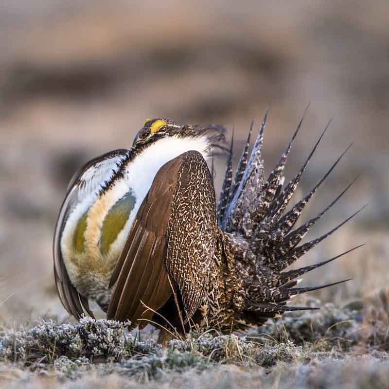 Greater Sage-Grouse. Photo: M. Verdon Tomajko/Audubon Photography Awards