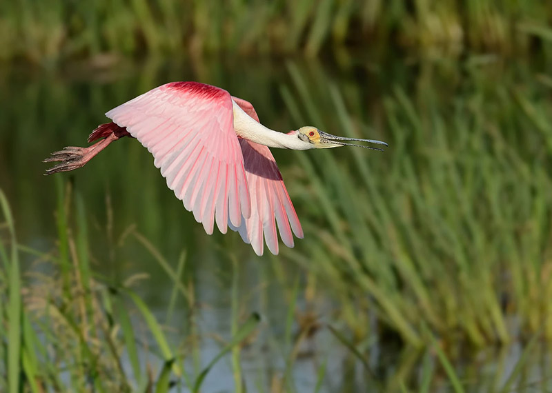 Roseate Spoonbill.