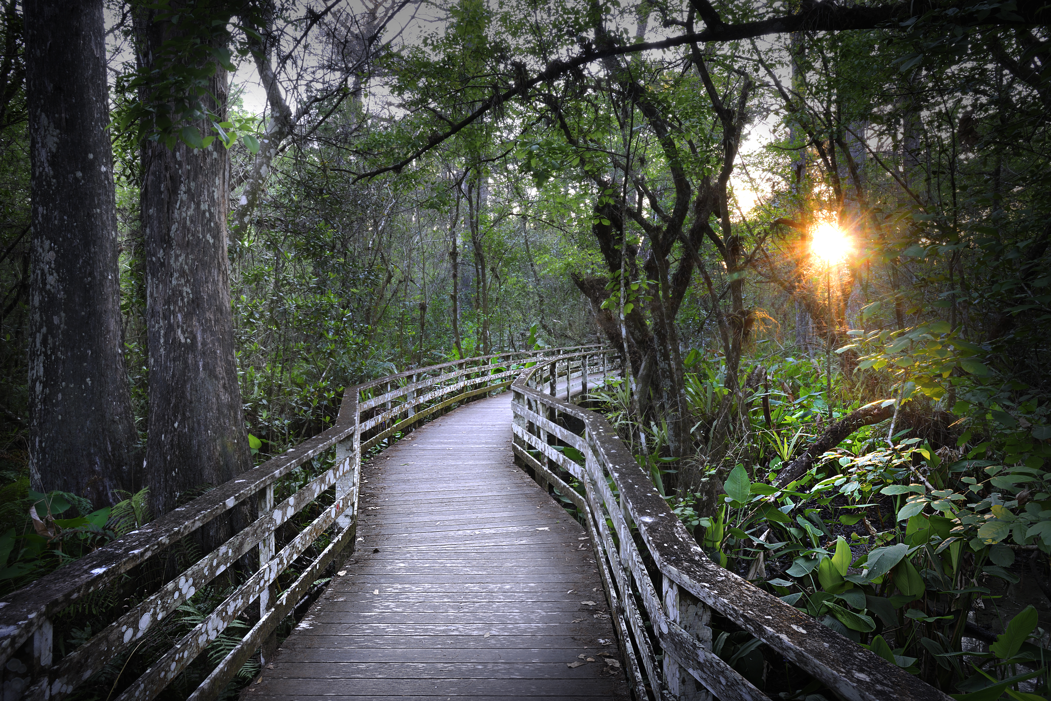 A boardwalk through a swamp with sun setting