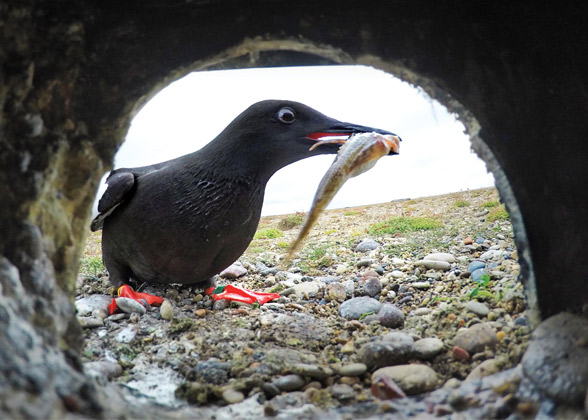 A Mandt's Black Guillemot delivers sculpin—inferior prey in Alaska's waters—to its chick. Photo: Peter Mather