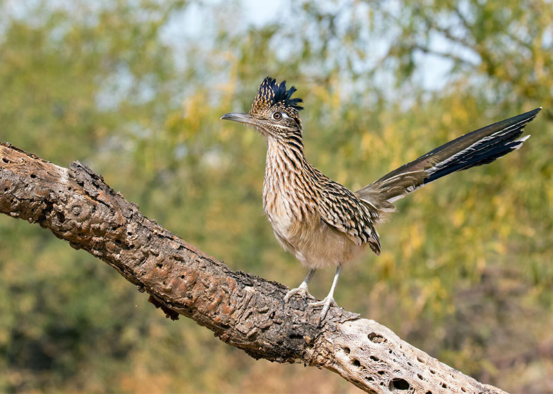 Greater Roadrunner.