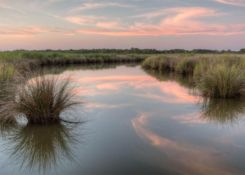 A marsh in coastal North Carolina.