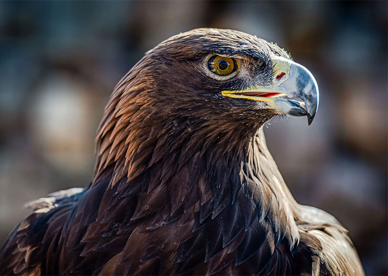 Golden Eagle.