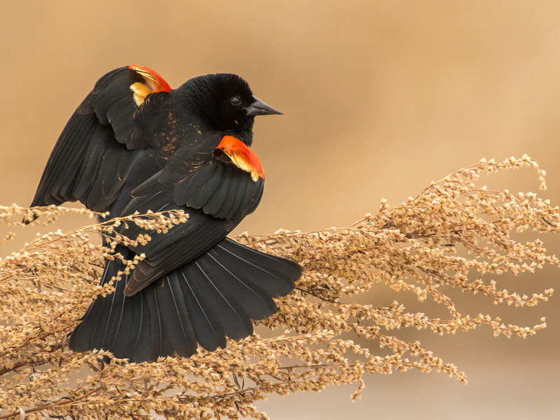 Photo of a Red-winged Blackbird