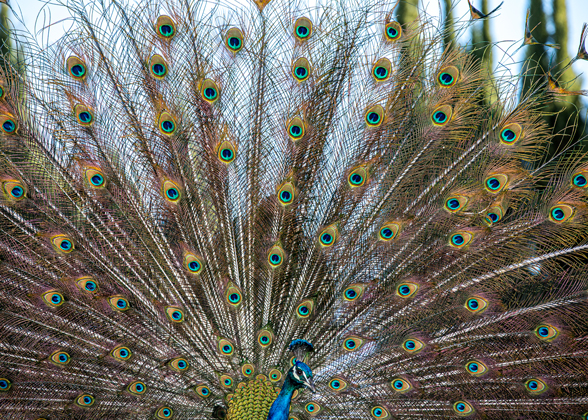 An adult peacock in East Pasadena spreads his feather train to attract a mate.