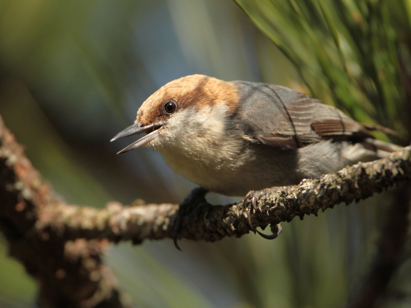 Brown-headed Nuthatch perched on a tree branch. 