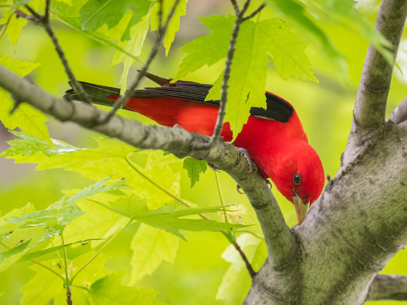 Photo of a Scarlet Tanager.