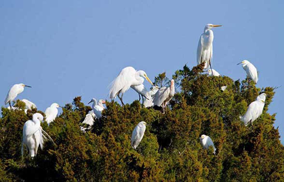 Great Egrets, Snowy Egrets, and White Ibises. 