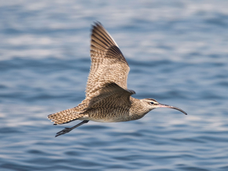 Whimbrel in flight.