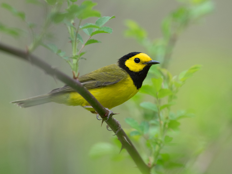 Hooded Warbler perched on a branch.