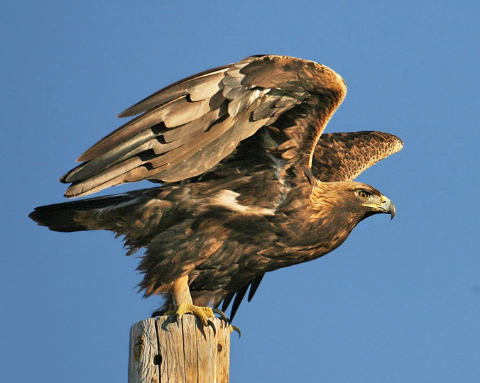 Golden eagle extends wings slightly