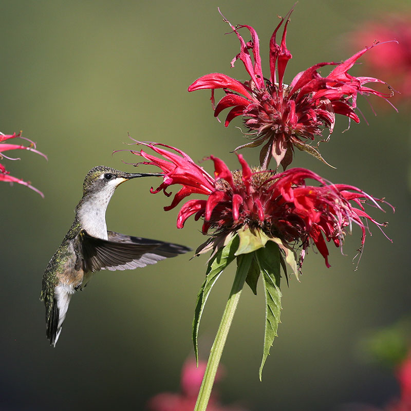 A Borad-tailed Hummingbird drinks nectar from a flower.