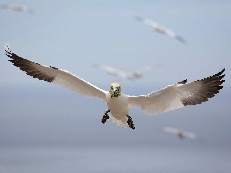 A Northern Gannet flies toward camera with grass in its beak.