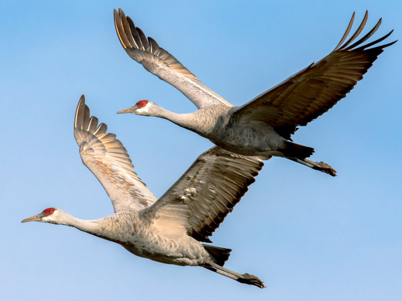 Photo of two Sandhill Cranes in flight.