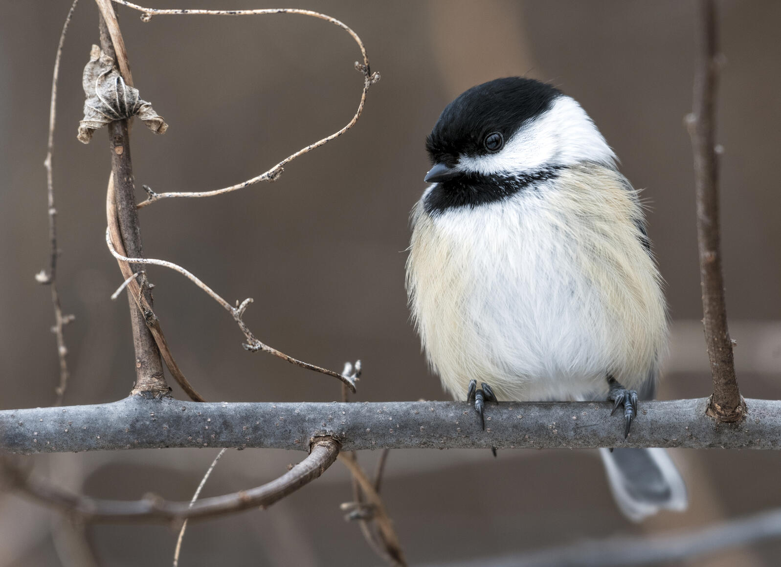 Black capped Chickadee. Credit: Jocelyn Anderson 