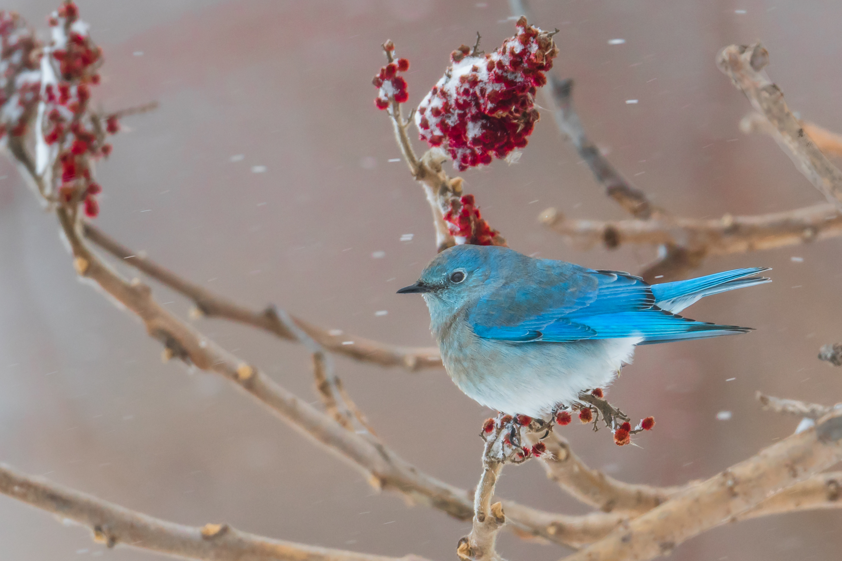 Mountain Bluebird