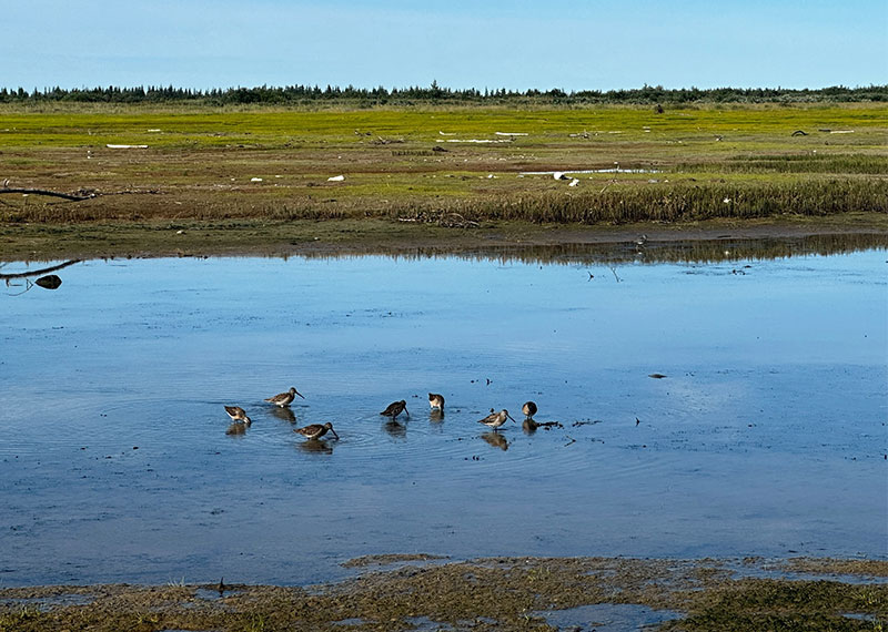 Countless numbers of shorebirds could be observed feeding in the endless miles of tidal mudflats and sedge meadows.