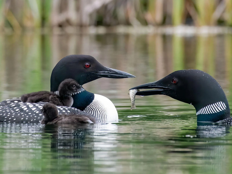 Two adult Common Loons with a chick. 