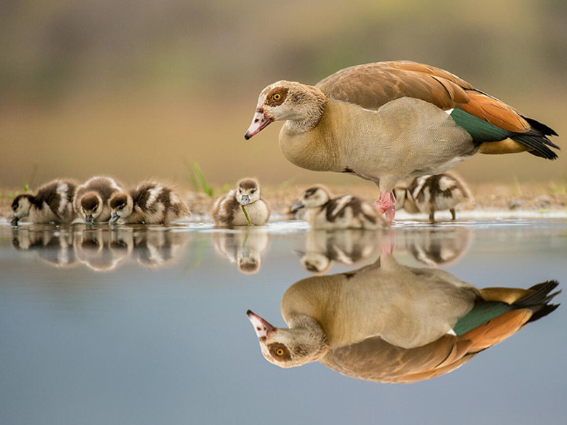 Egyptian Goose at water's edge surrounded by chicks.