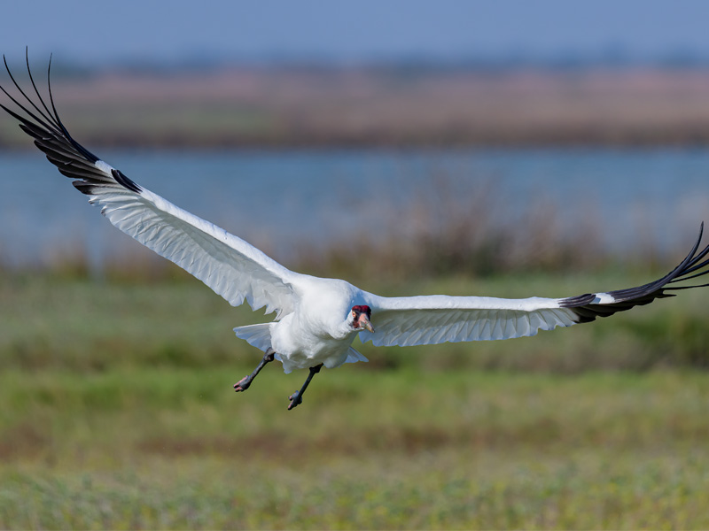 Photo of a Whooping Crane in flight. 