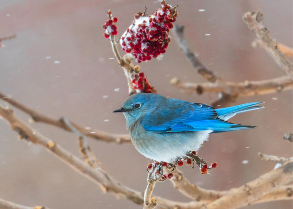 Photo of a Mountain Bluebird perched near sumac berries.