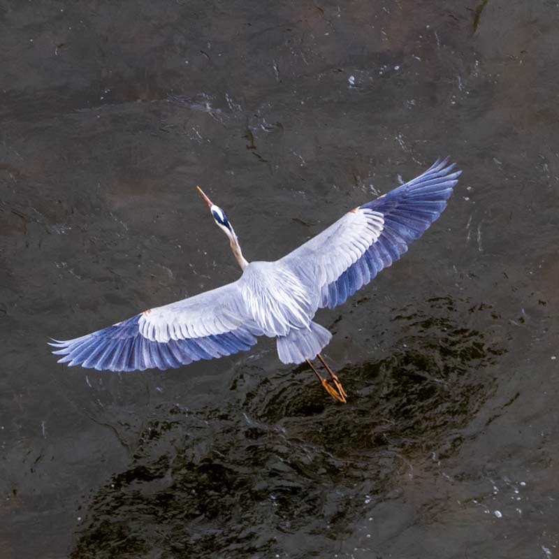 Great Blue Heron. Photo: Alex Sholes/Audubon Photography Awards