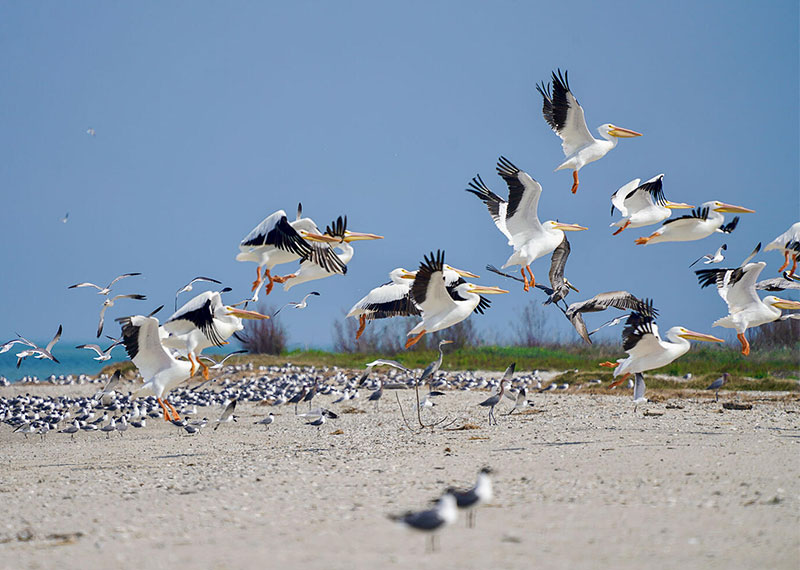 American White Pelicans and many other waterbirds on Chester Island in Matagorda Bay, Texas.