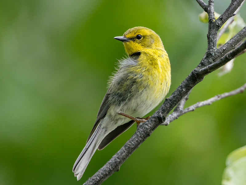 Photo of a Palm Warbler on a tree branch.