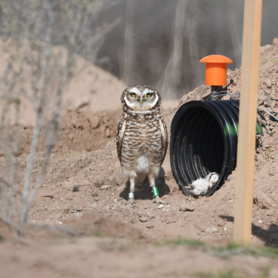 Burrowing Owl