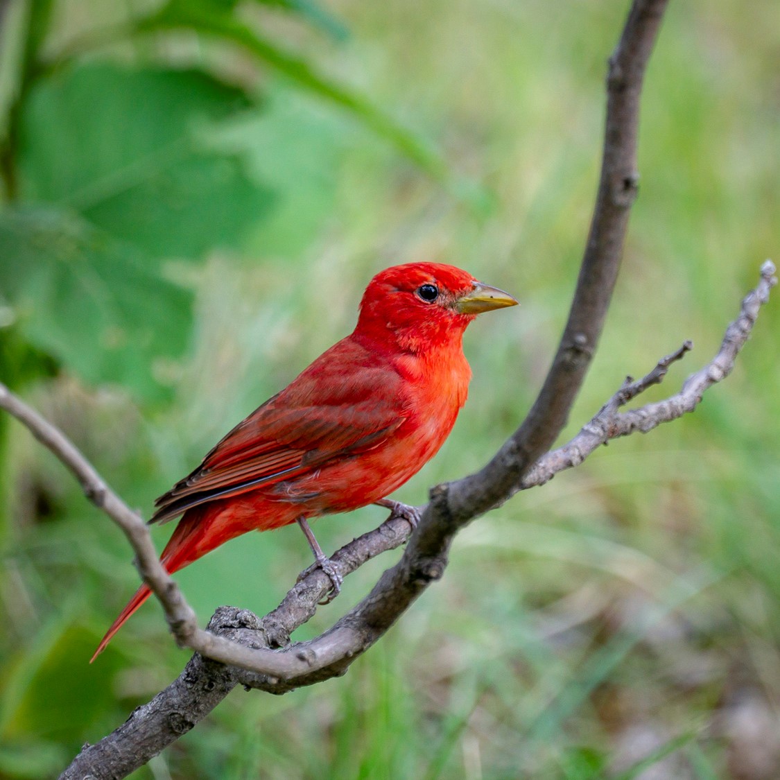 A bright red male Summer Tanager perches on a branch surrounded by a lush green forest. 