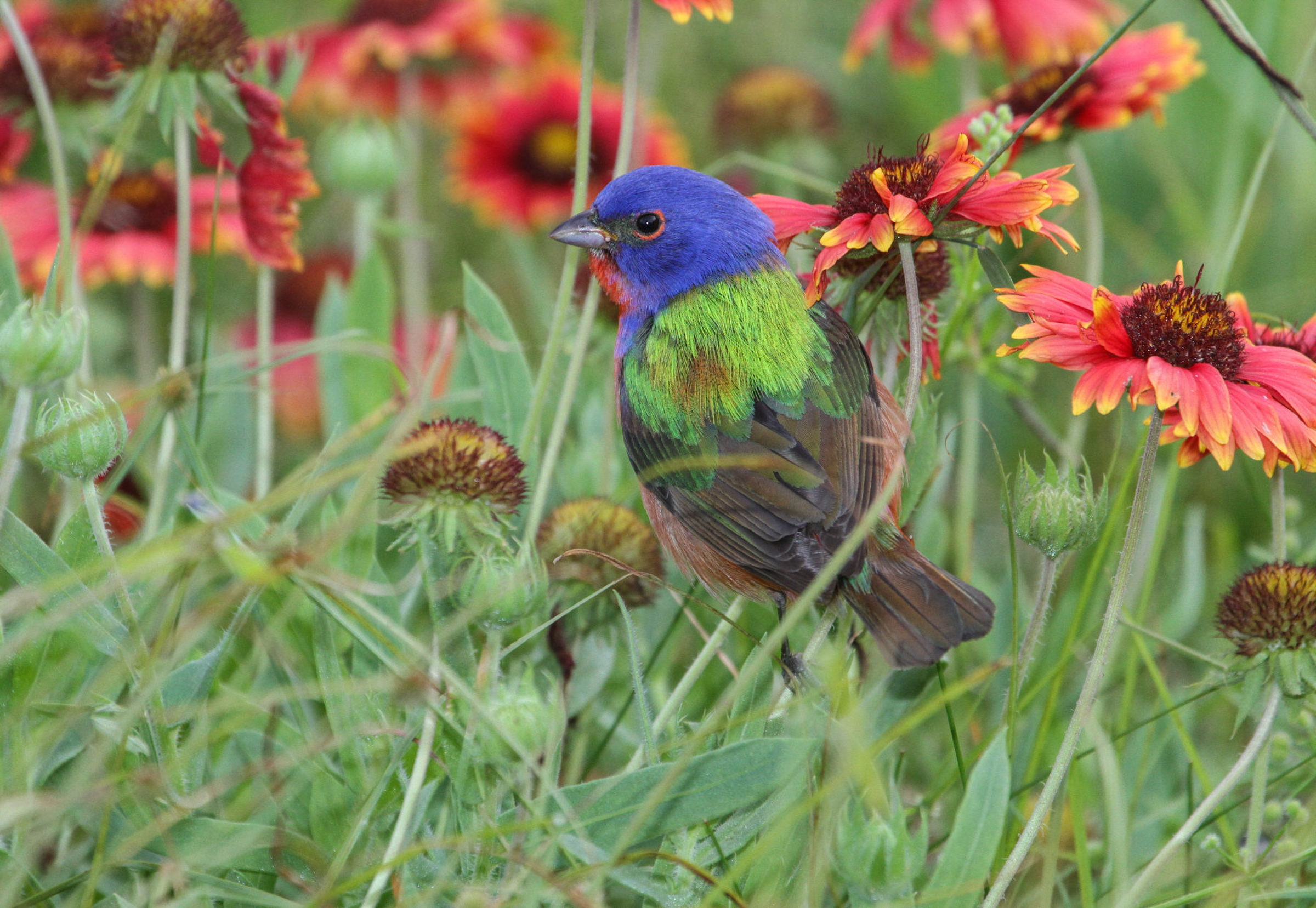 Painted Bunting