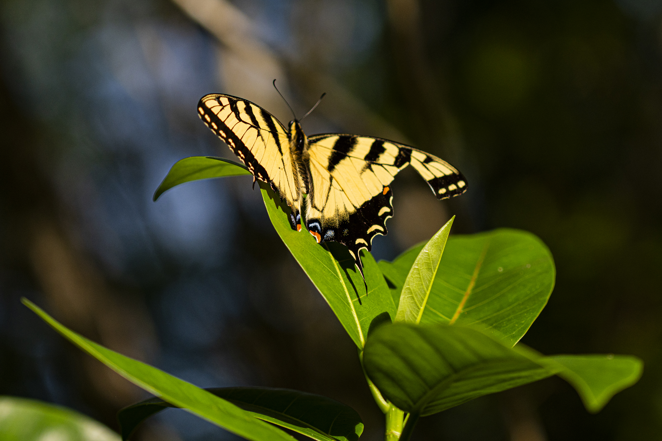 A yellow-and-black butterfly on a leaf.